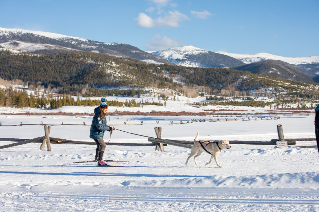 A woman is being pulled on cross-country skis by a dog.