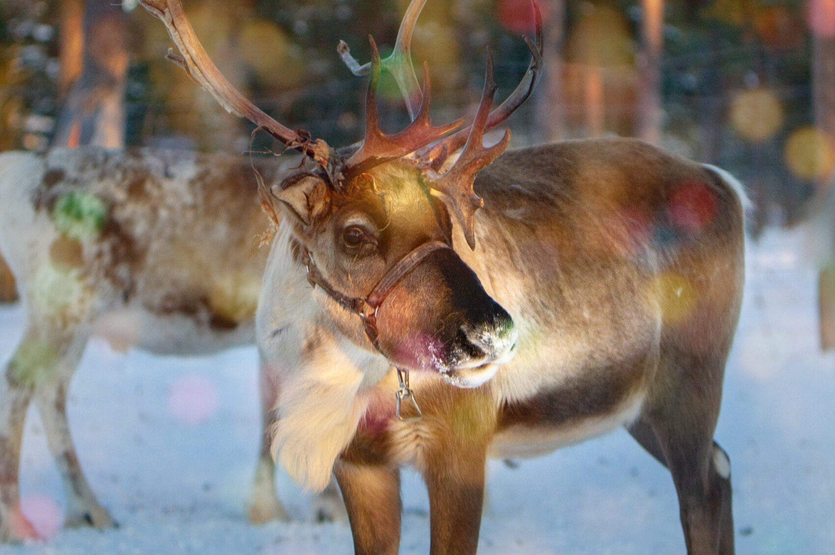 Reindeer Visit | Devil's Thumb Ranch