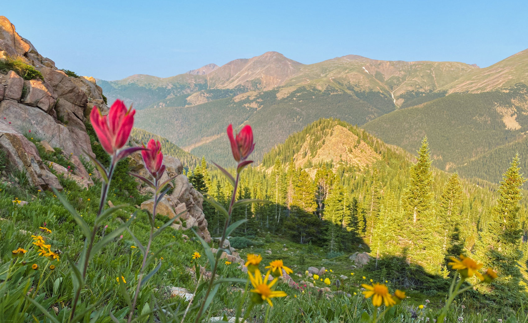 Your Guide to Wildflowers in the Rocky Mountains